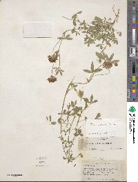 Trifolium wormskioldii image