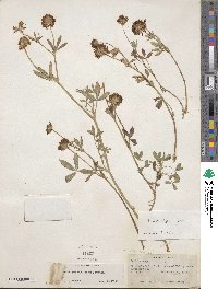 Trifolium wormskioldii image