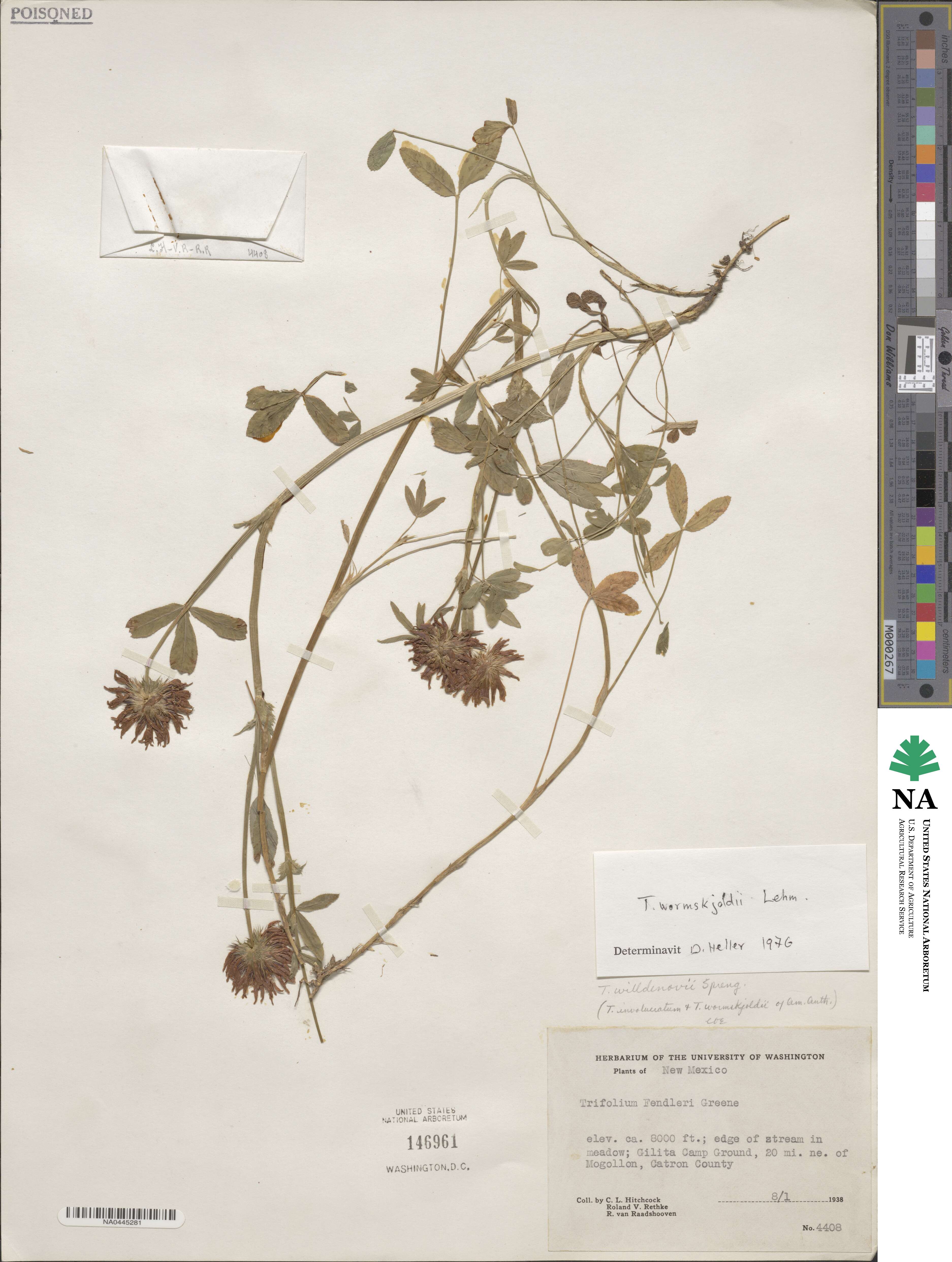 Trifolium wormskioldii image