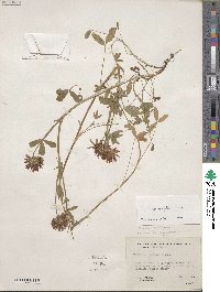 Trifolium wormskioldii image