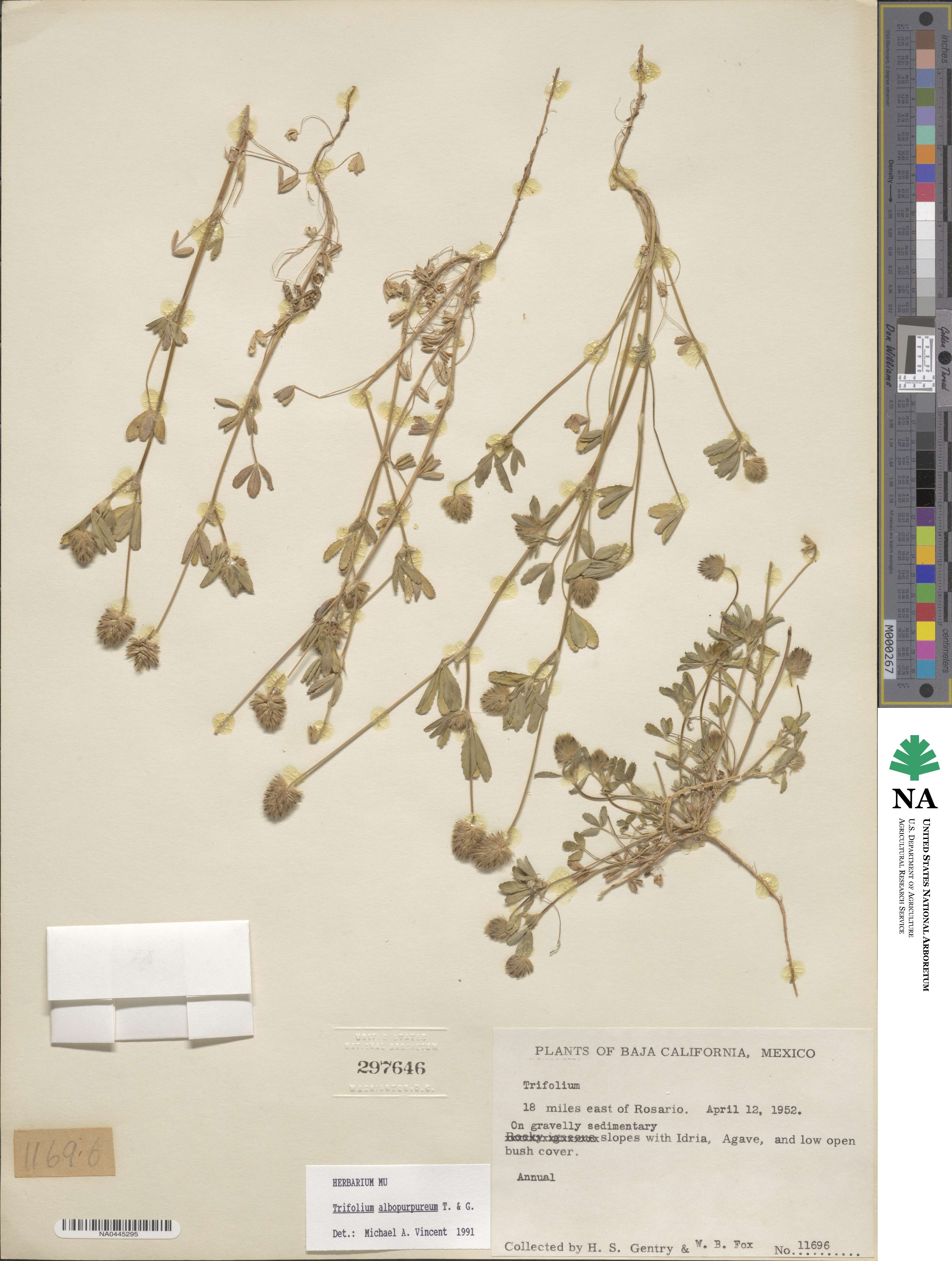 Trifolium albopurpureum image