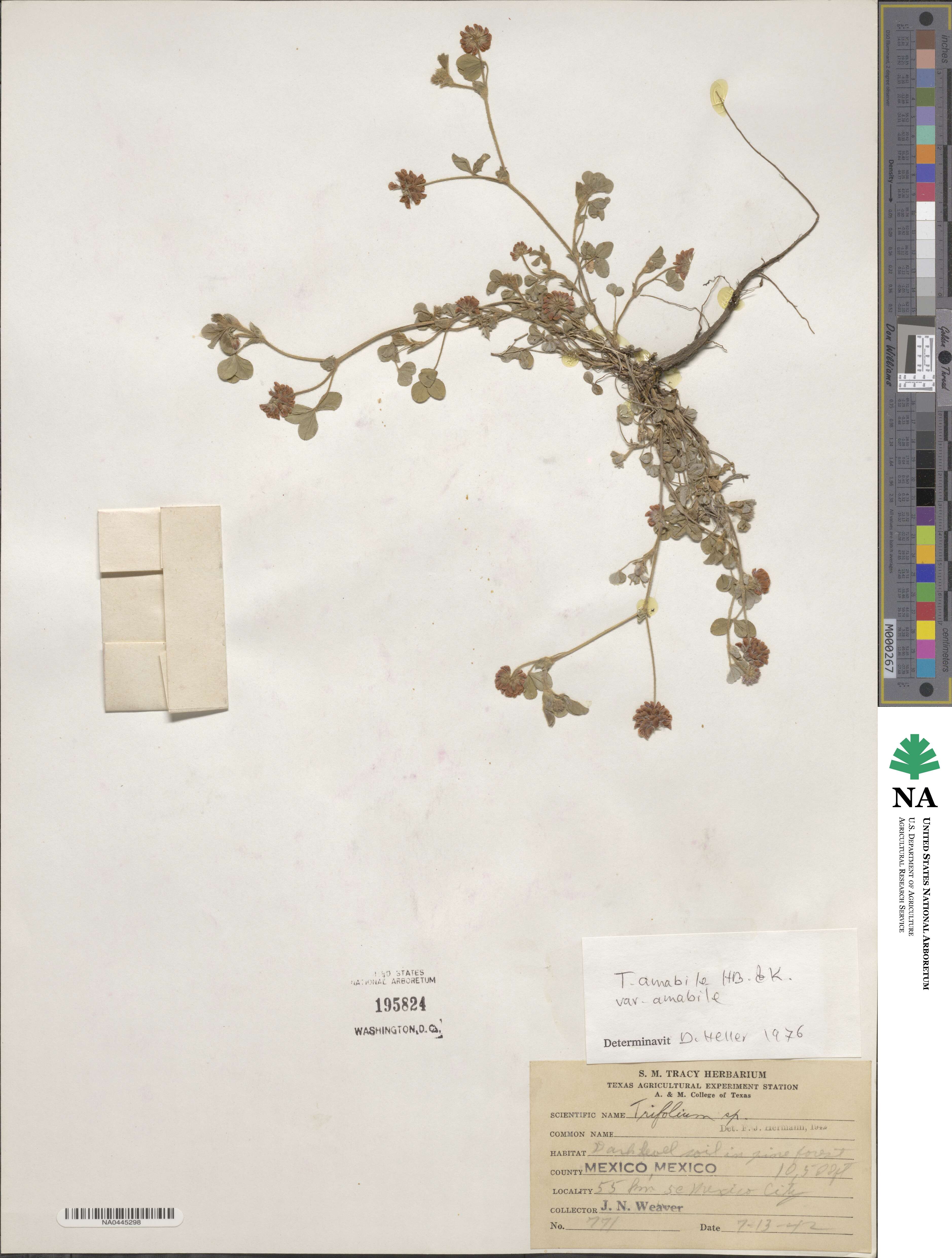 Trifolium amabile image