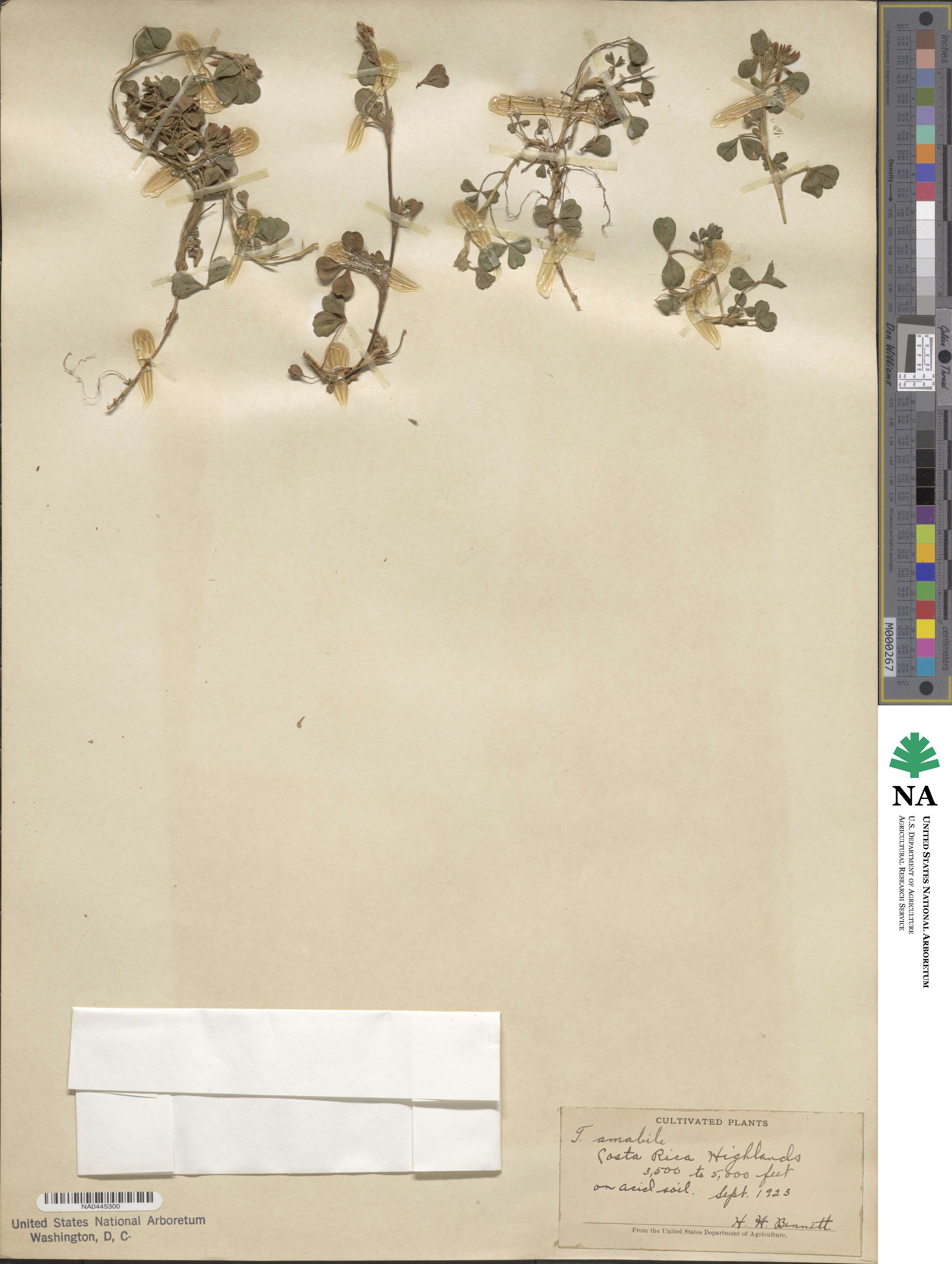 Trifolium amabile image