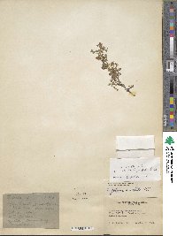 Trifolium amabile var. hemsleyi image