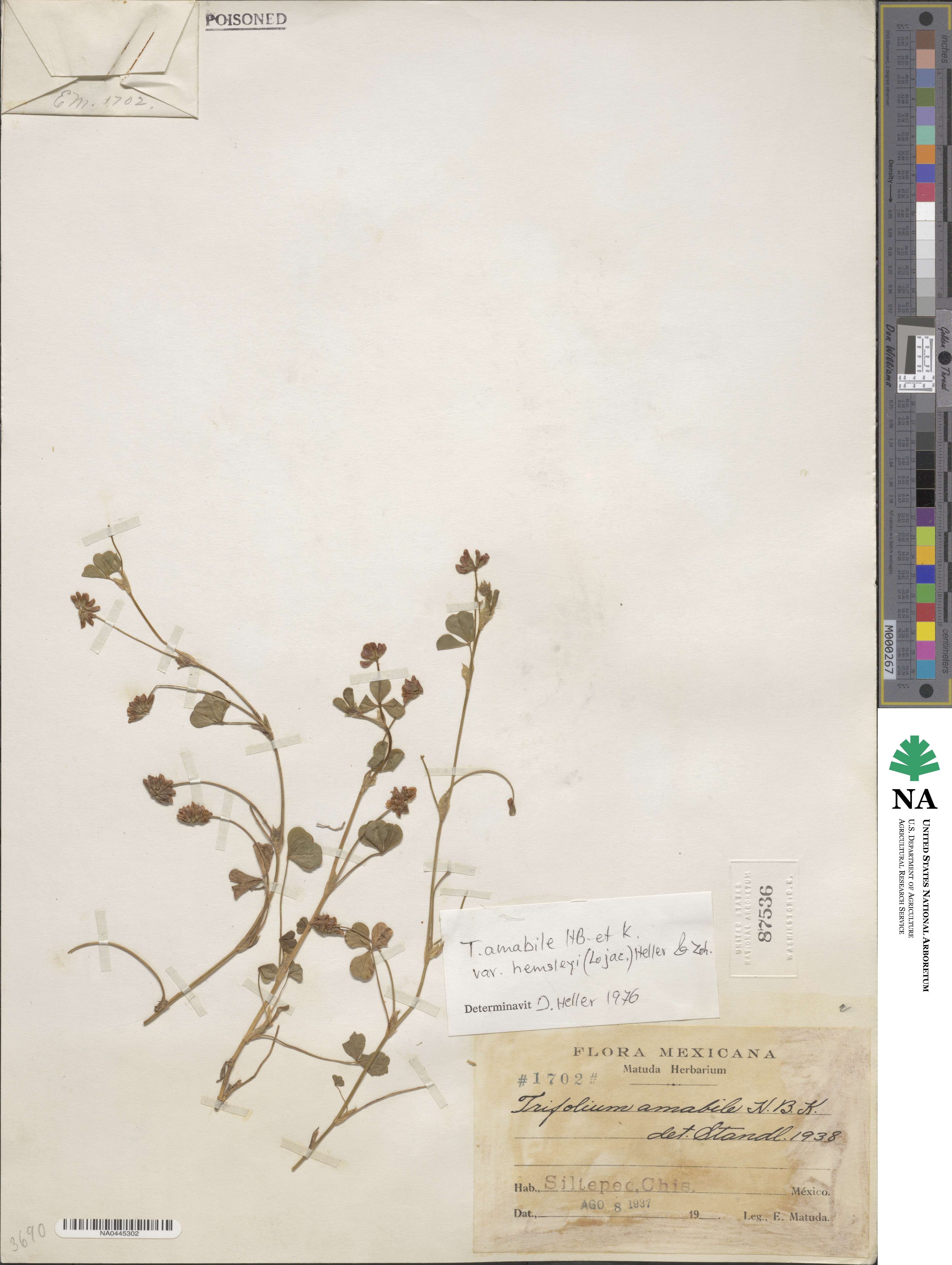 Trifolium amabile var. hemsleyi image
