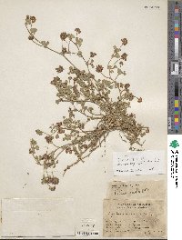 Trifolium amabile var. hemsleyi image