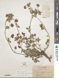 Trifolium amabile var. mexicanum image