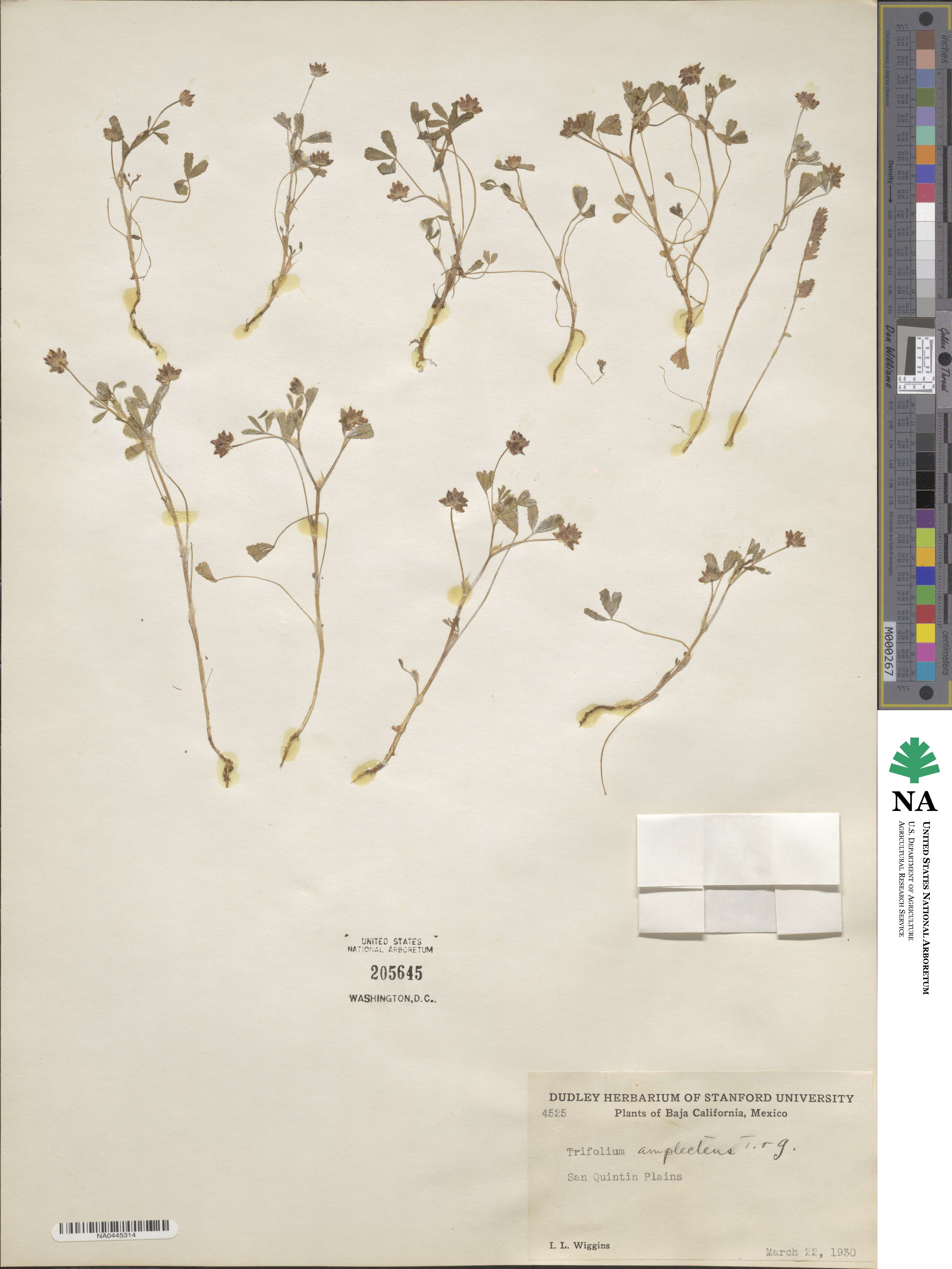 Trifolium amplectens image