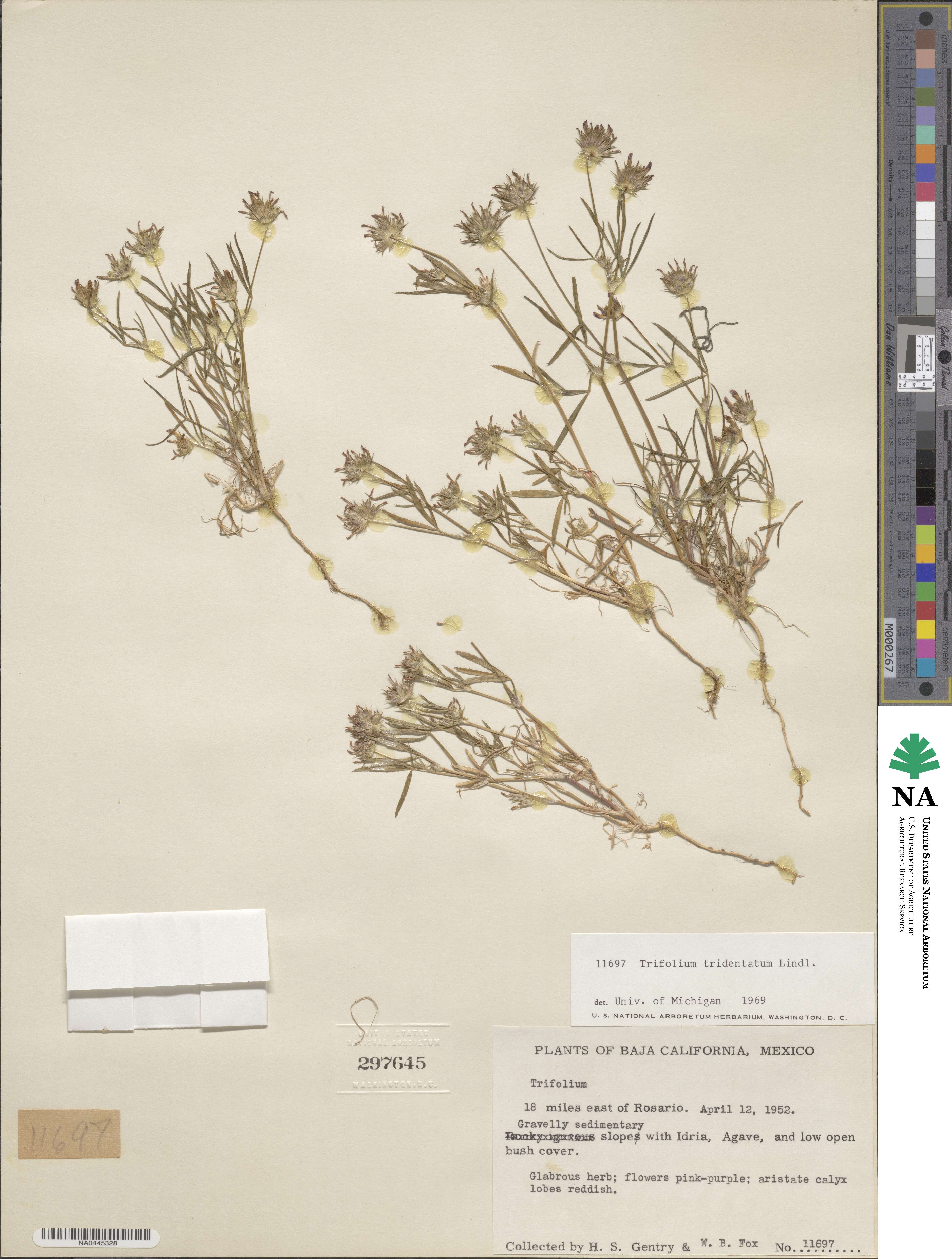 Trifolium willdenovii image