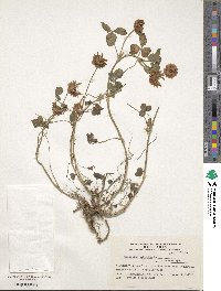 Trifolium hybridum image