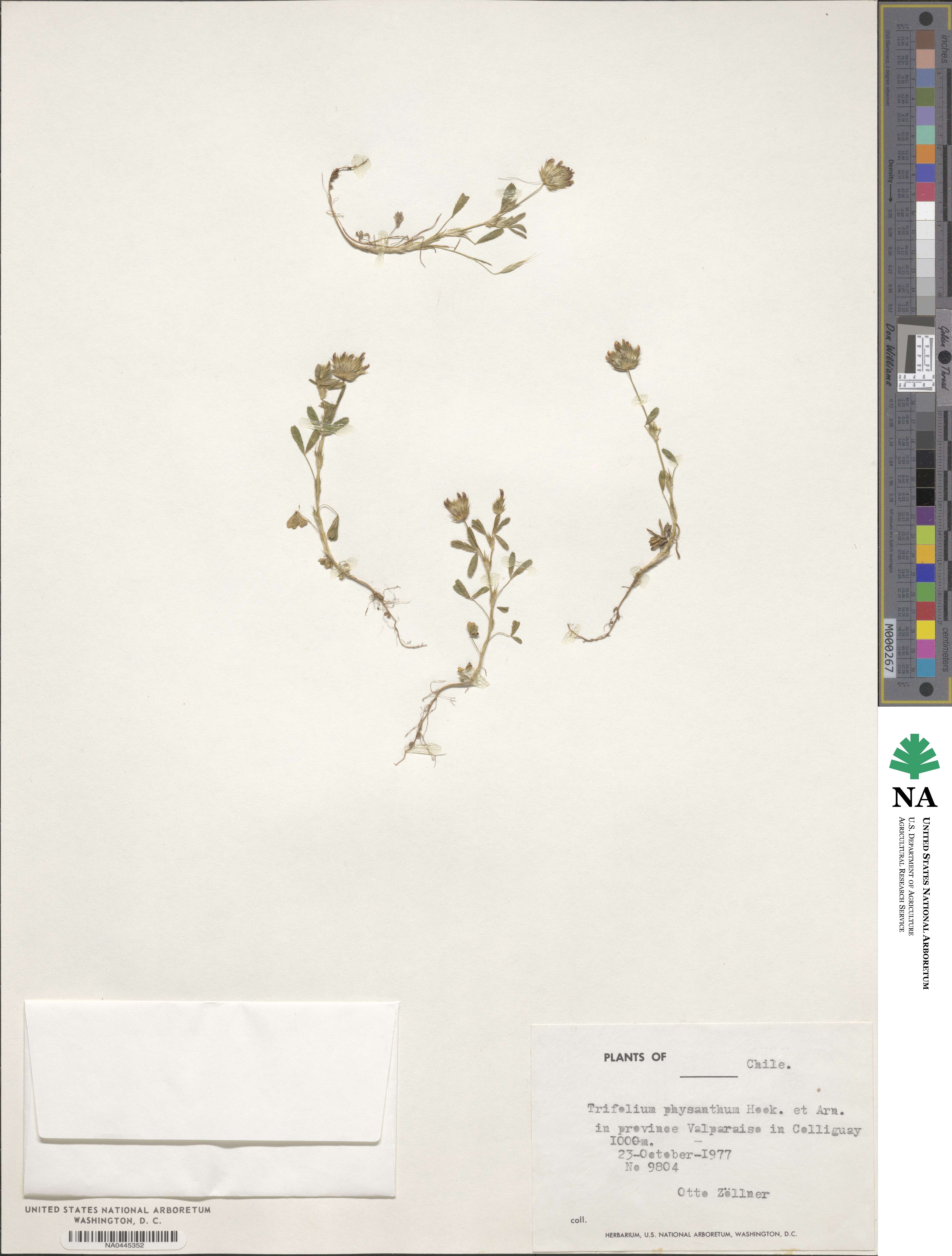 Trifolium physanthum image