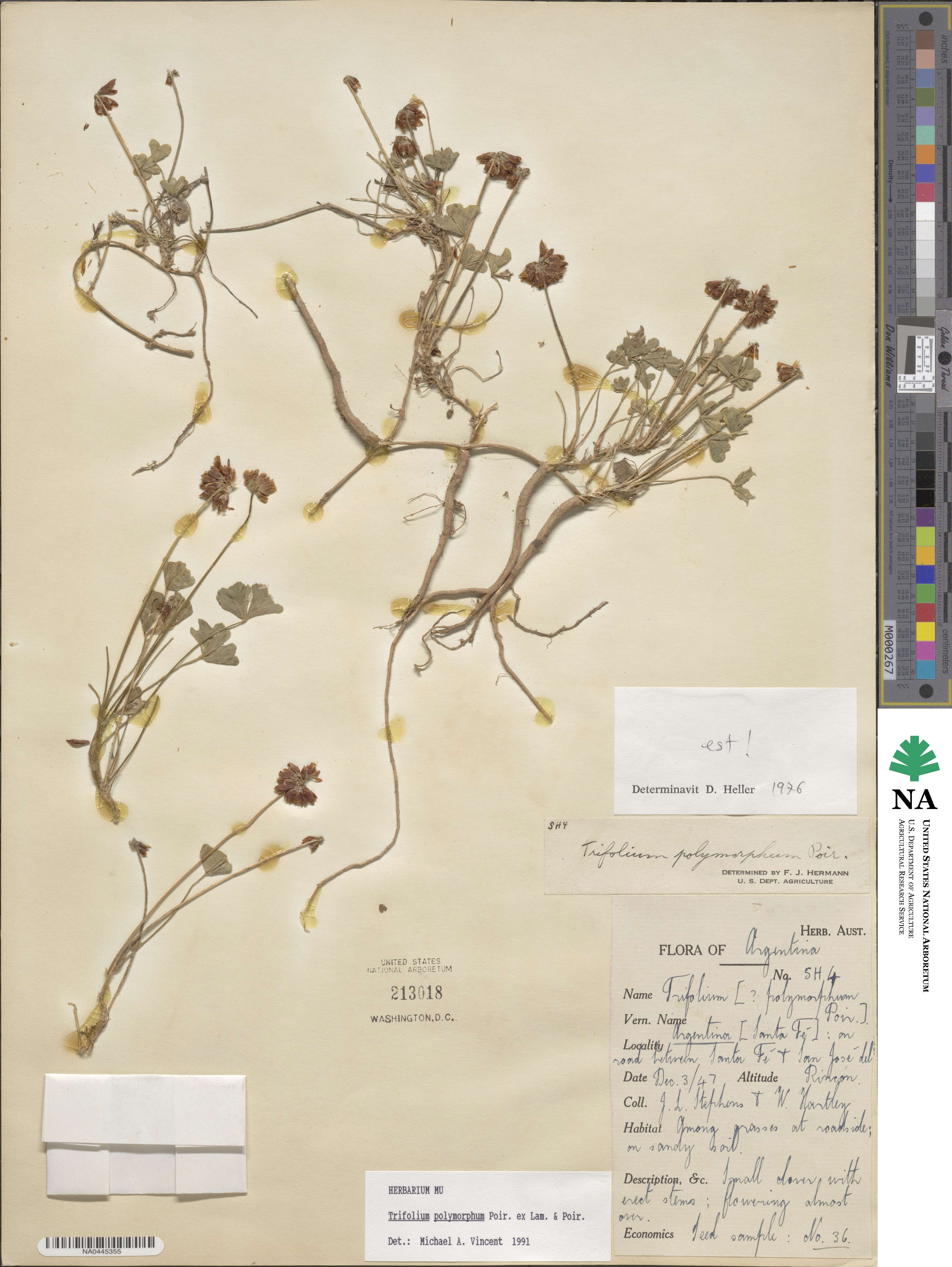 Trifolium polymorphum image