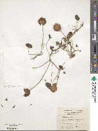 Trifolium repens image