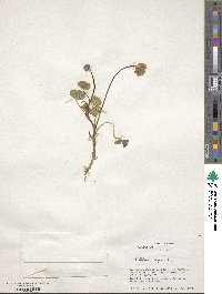 Trifolium repens image