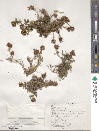 Trifolium repens image