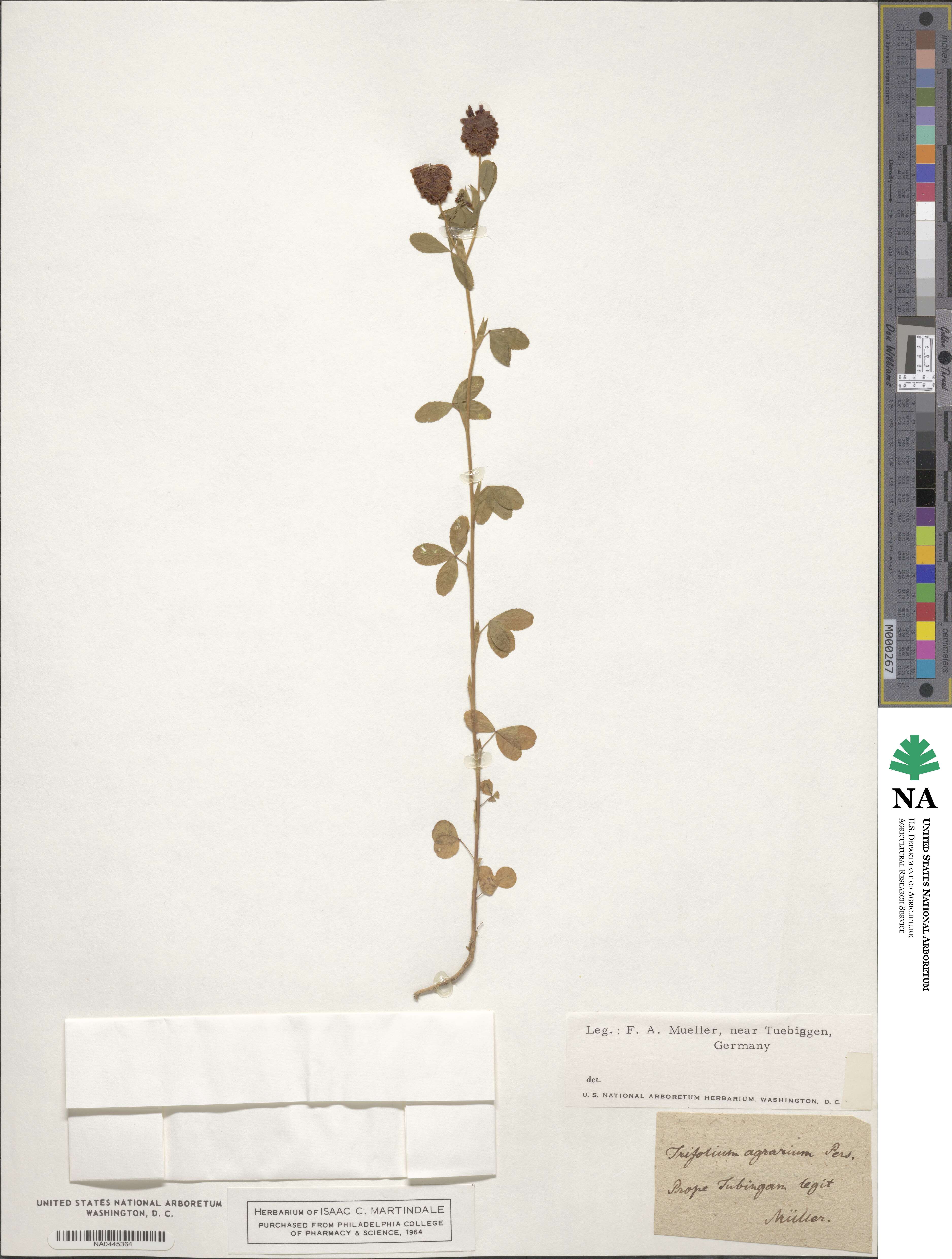 Trifolium aureum image