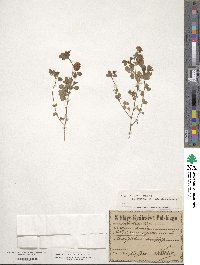 Trifolium aureum image