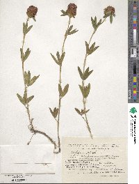 Trifolium alpestre image