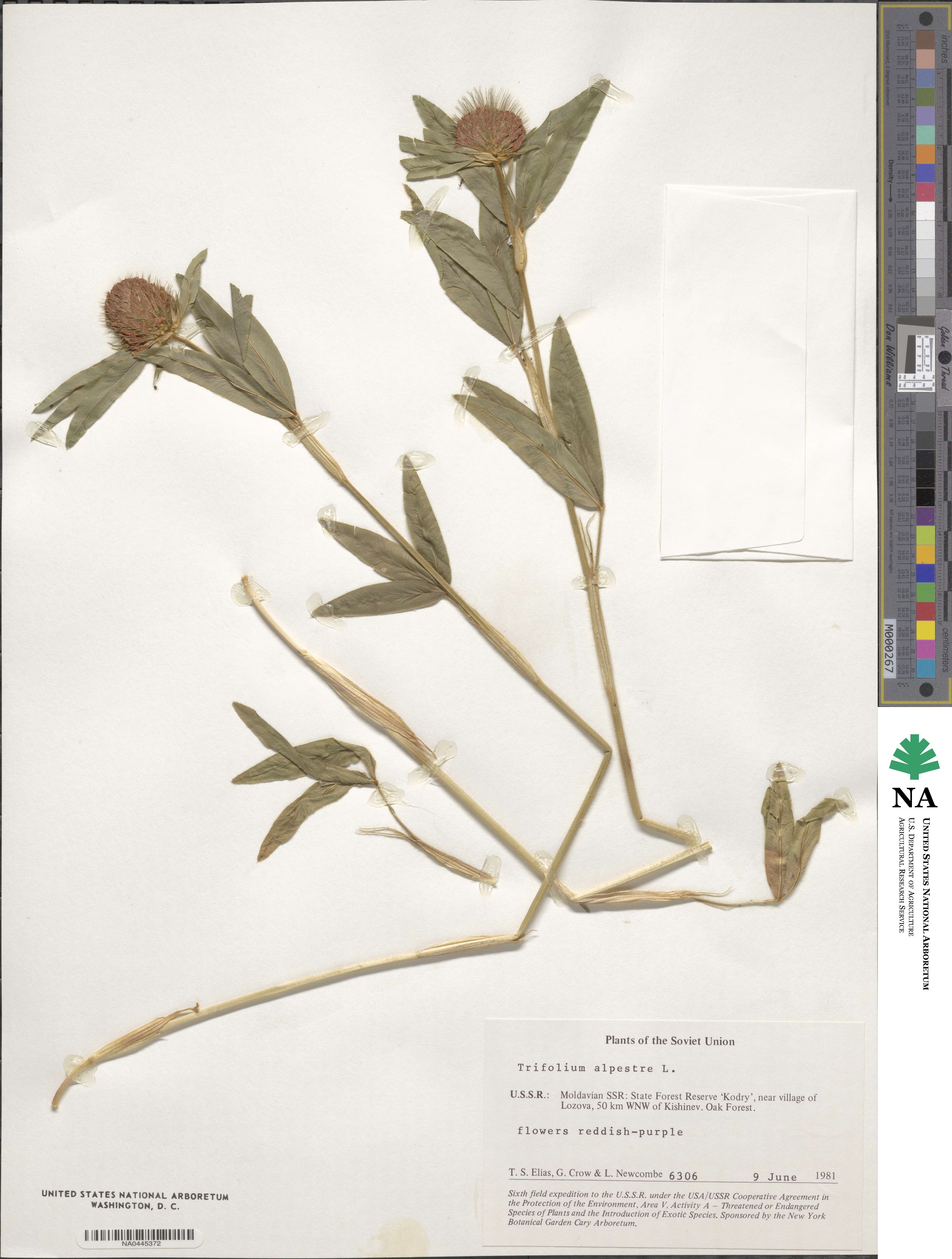 Trifolium alpestre image