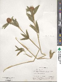 Trifolium alpestre image