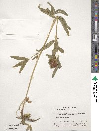 Trifolium alpestre image