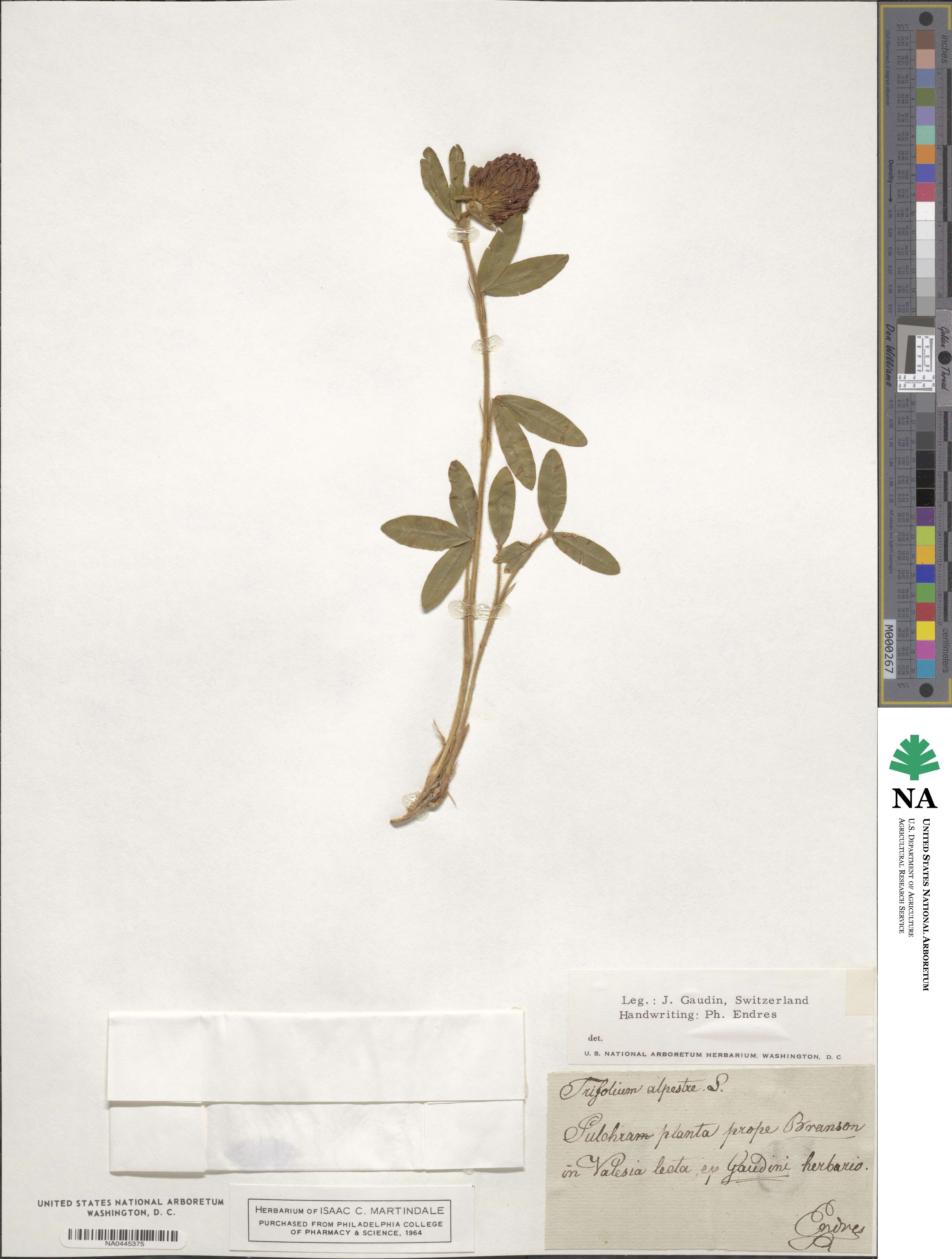 Trifolium alpestre image