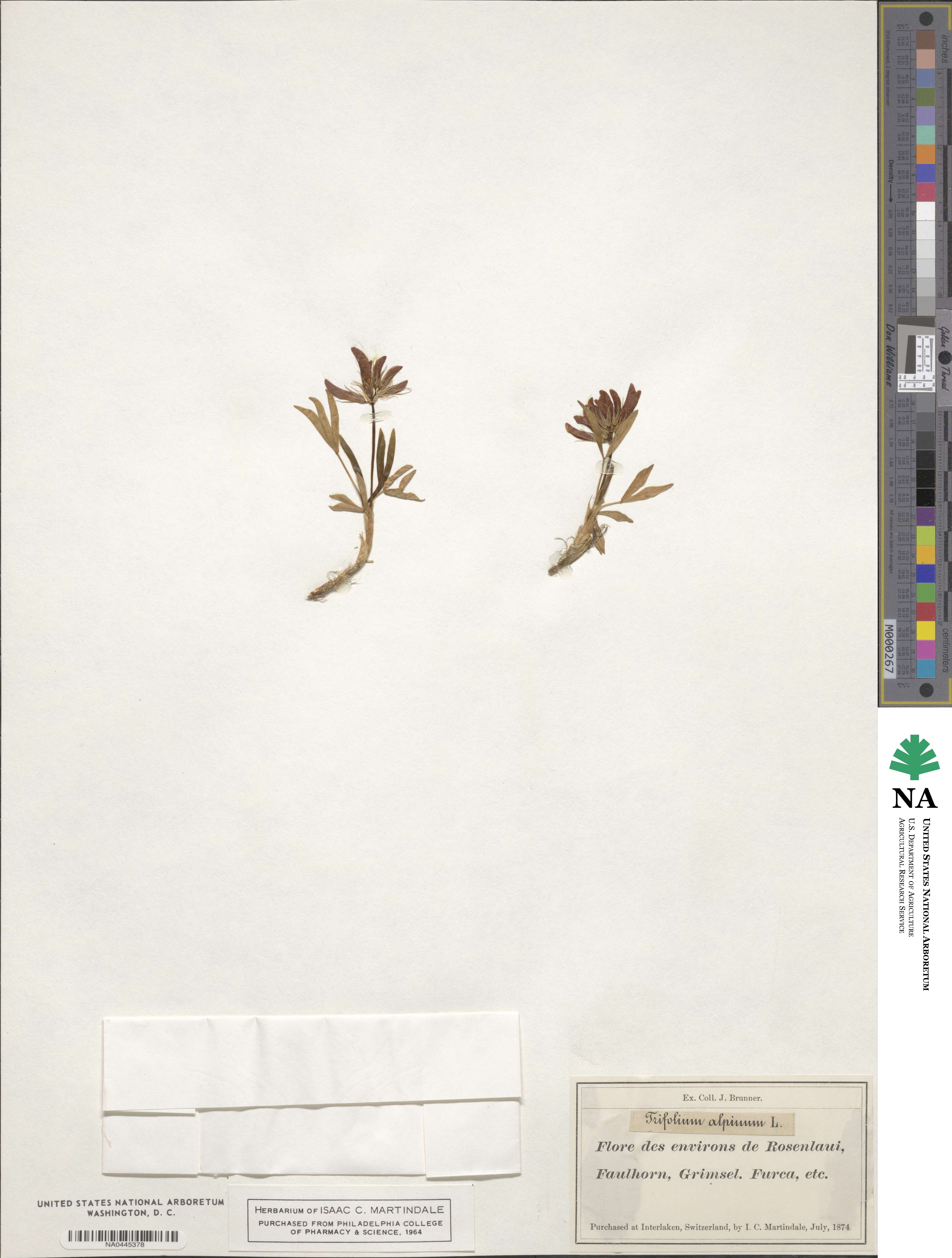 Trifolium alpinum image