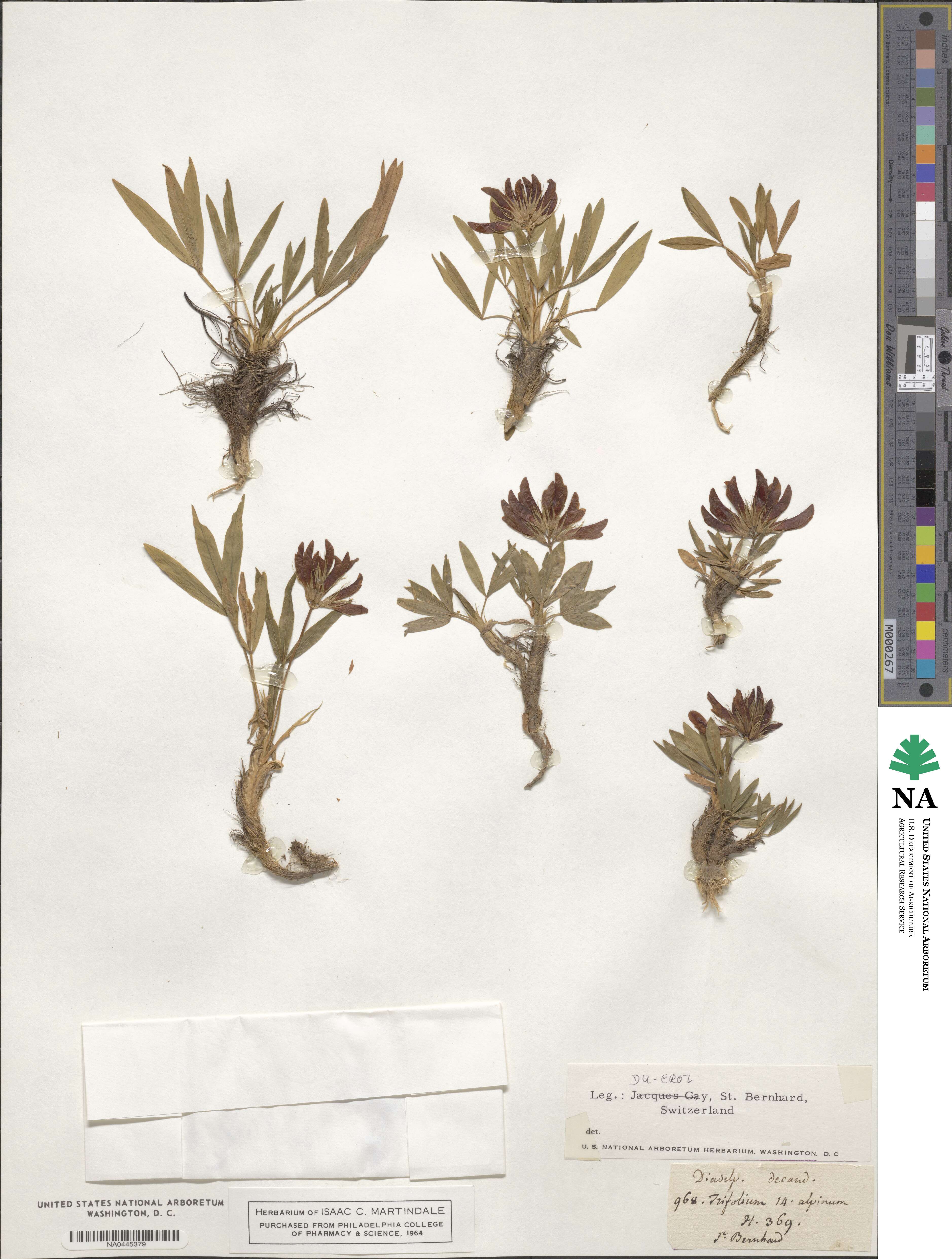 Trifolium alpinum image