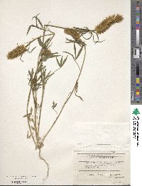 Trifolium angustifolium image