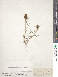 Trifolium angustifolium image