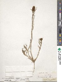 Trifolium angustifolium image