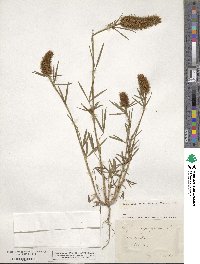 Trifolium angustifolium image