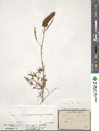 Trifolium angustifolium image