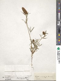 Trifolium angustifolium image