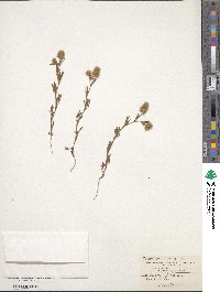 Trifolium arvense image