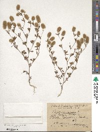 Trifolium arvense image