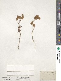 Trifolium arvense image