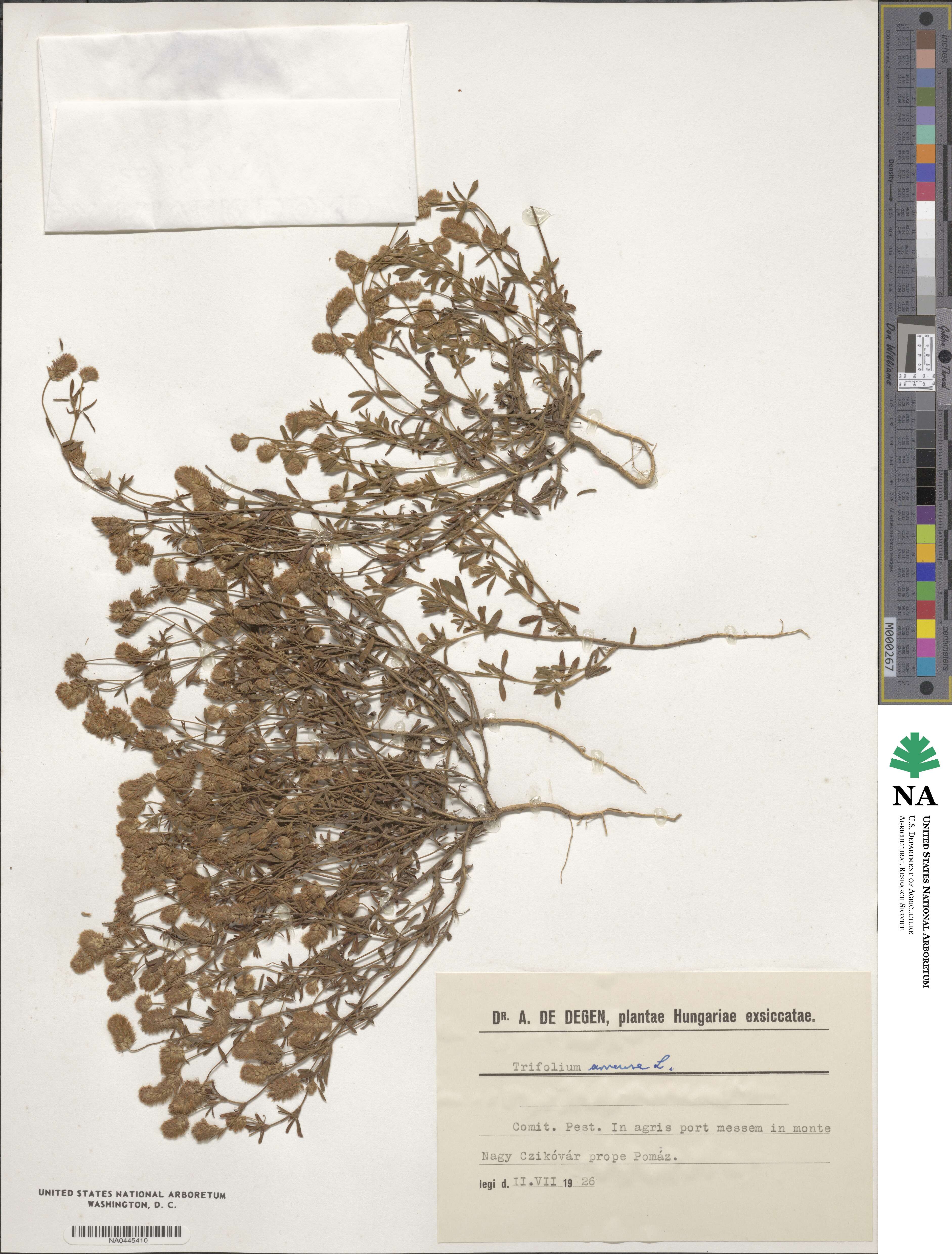 Trifolium arvense image