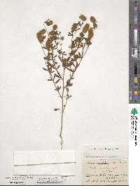 Trifolium arvense image