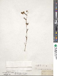 Trifolium arvense image