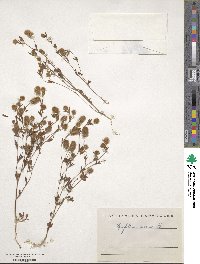 Trifolium arvense image