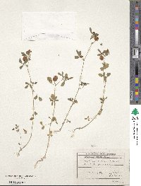 Trifolium aureum image