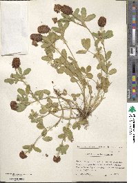 Trifolium badium image