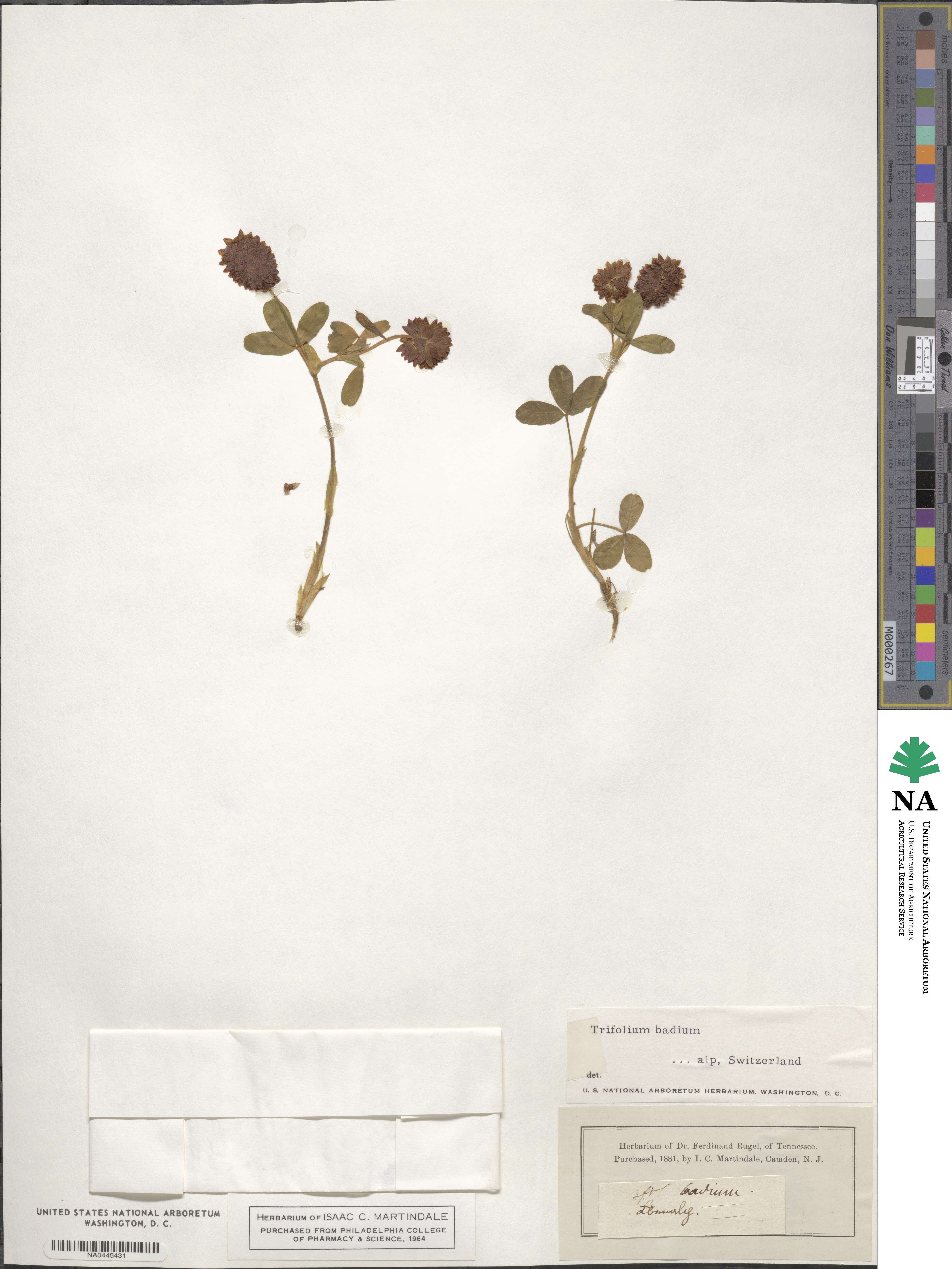 Trifolium badium image