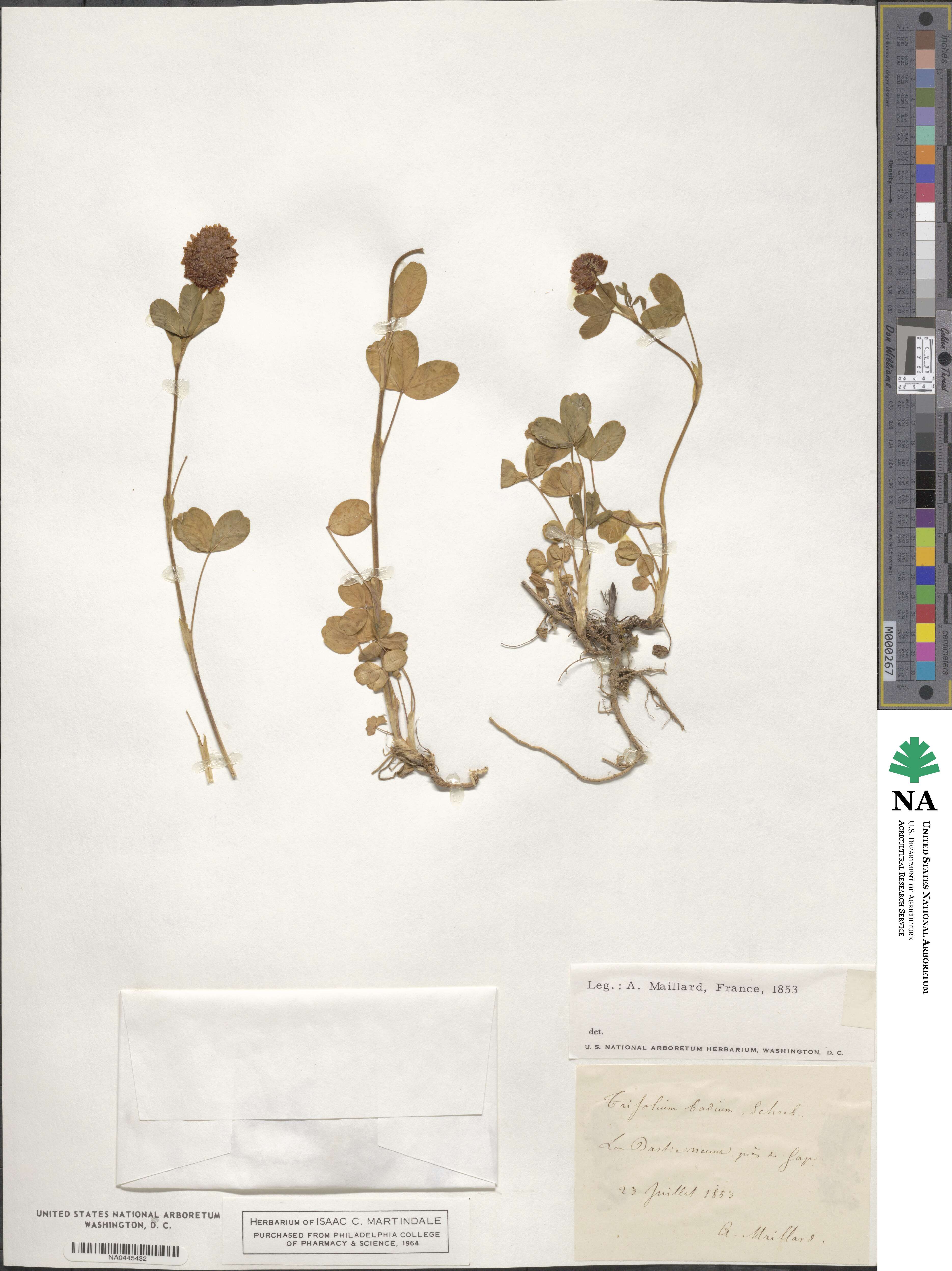 Trifolium badium image