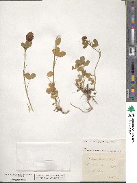 Trifolium badium image