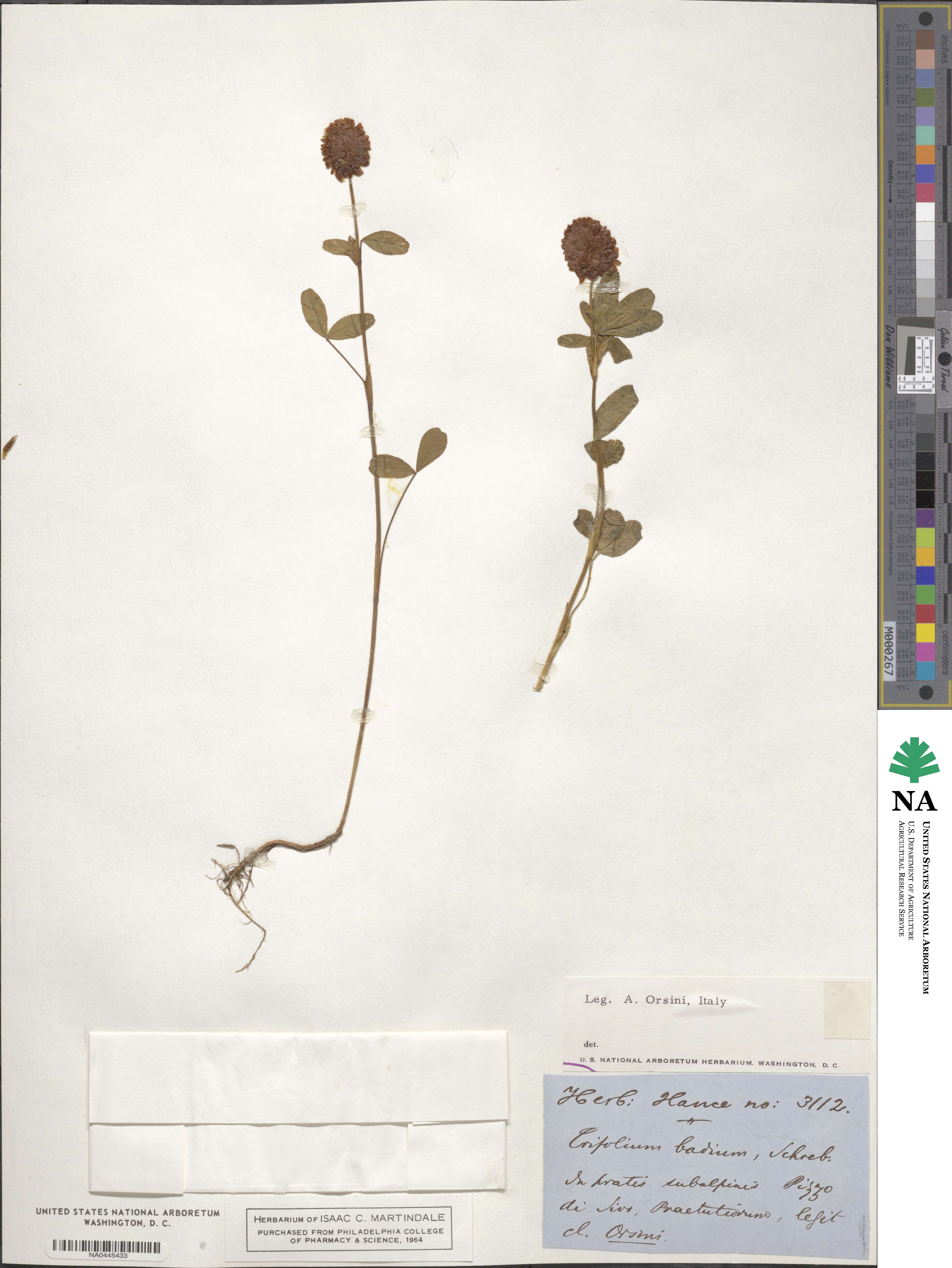 Trifolium badium image