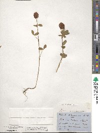 Trifolium badium image