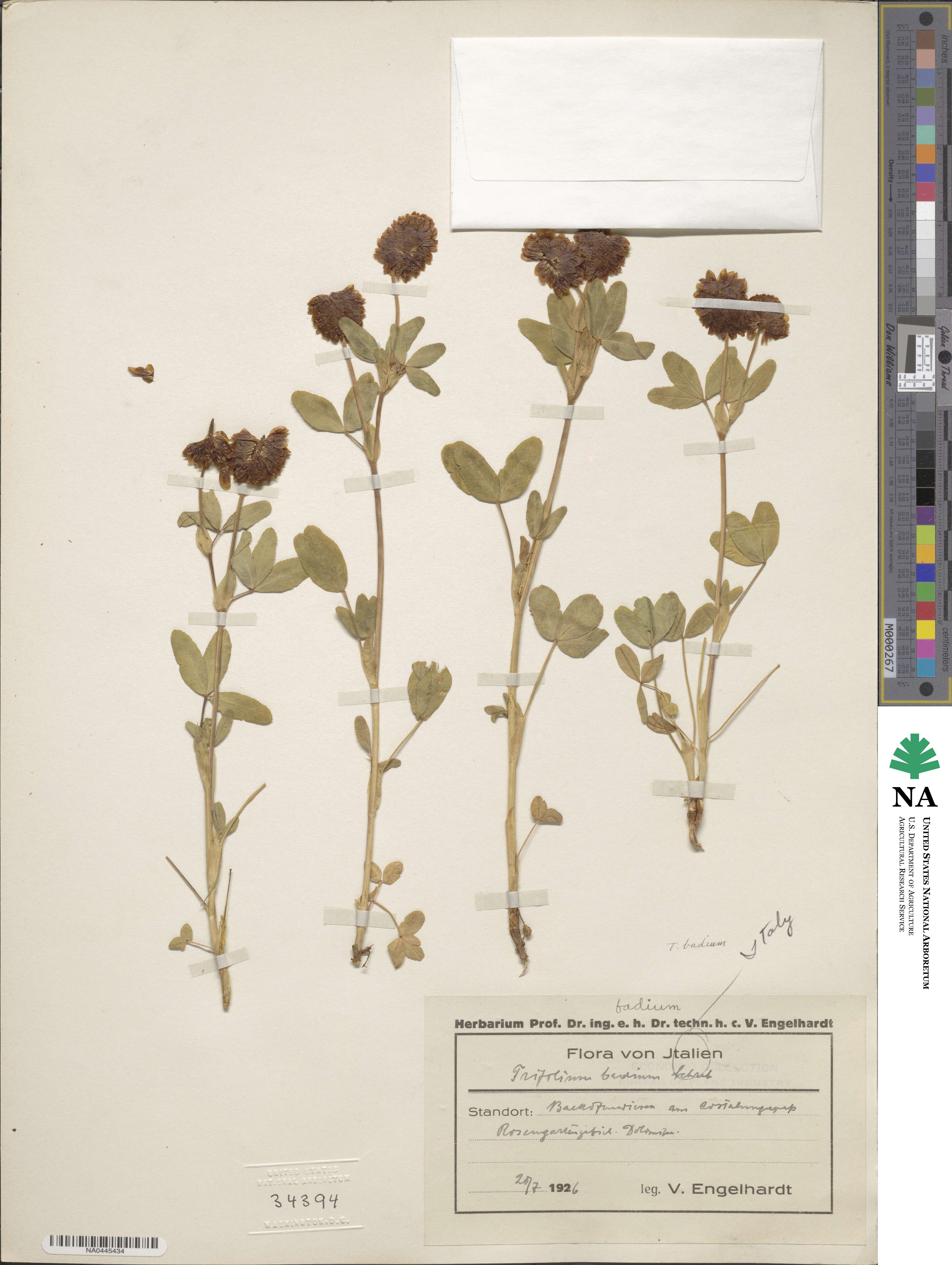Trifolium badium image