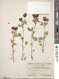 Trifolium badium image